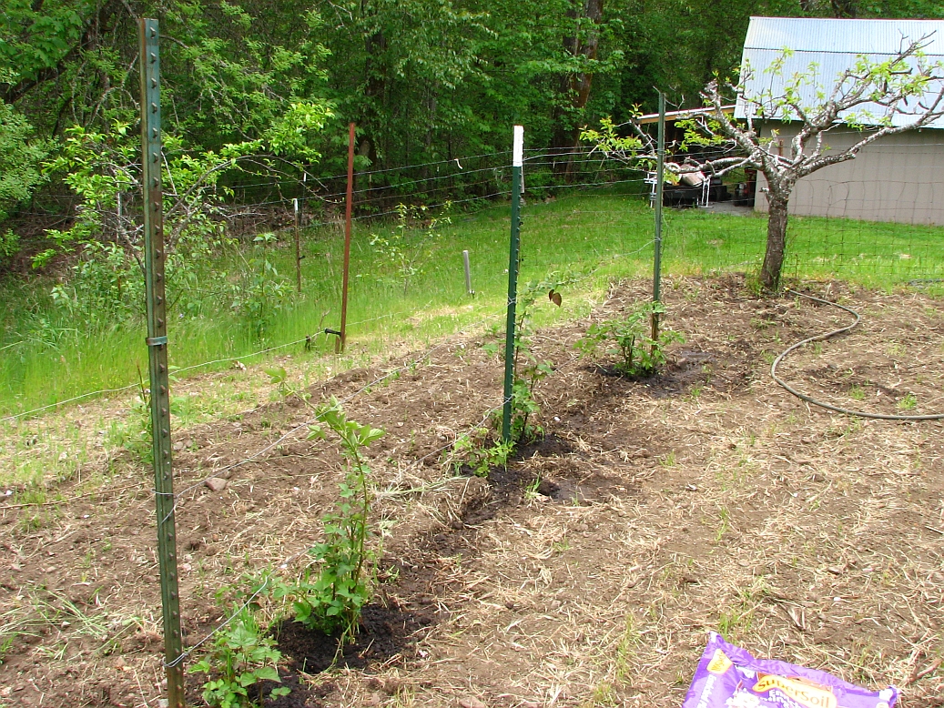 Growing Boysenberries